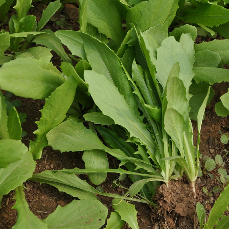 油麦菜密云农家鲜当日新鲜沙拉菜