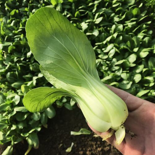大油菜 鲜嫩油白菜新鲜蔬菜香菇油菜密云老农家种植现摘450克 - 封面