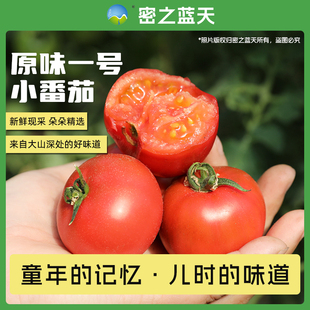 包邮 原味一号小番茄汁水充足酸甜适口自然熟5斤 农家种植可生吃