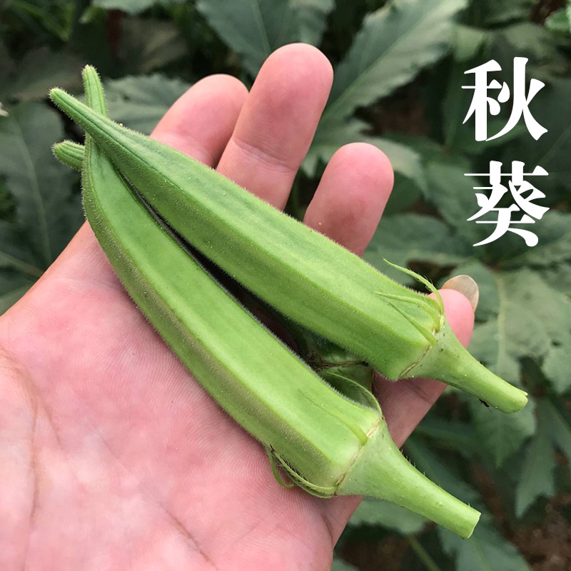 农家种植黄秋葵 新鲜蔬菜脆嫩火锅食材凉拌清炒250克现摘发货 水产肉类/新鲜蔬果/熟食 秋葵 原图主图