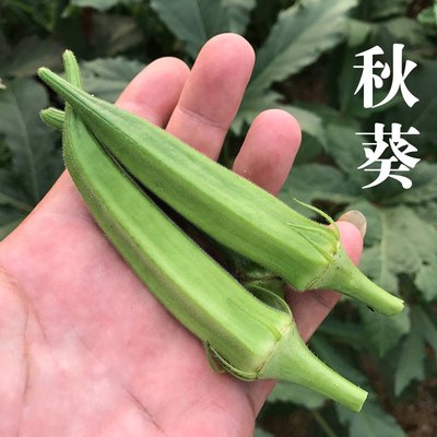 农家种植食材250克发货黄秋葵