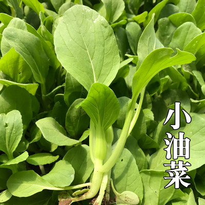 露天小油菜宝宝辅食农家种植叶菜