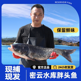 密云本地特产开河胖头鱼大头鱼礼盒淡水鱼花鲢鱼肉质肥嫩新鲜水产