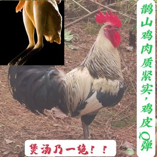 鹊山鸡活鸡成年鸡活体或真空包装杀好冰鲜月子煲汤肉质紧实发顺丰