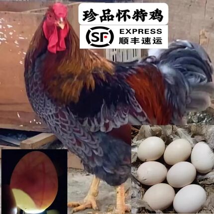 纯种怀特鸡种蛋受精卵孵化小鸡宠物鸡种蛋顺丰包邮鱼鳞鸡种蛋产地