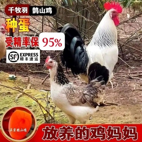 鹊山鸡受精蛋宠物鸡蛋顺丰包邮可孵化小鸡蛋观赏羽毛亮丽肉质鲜美