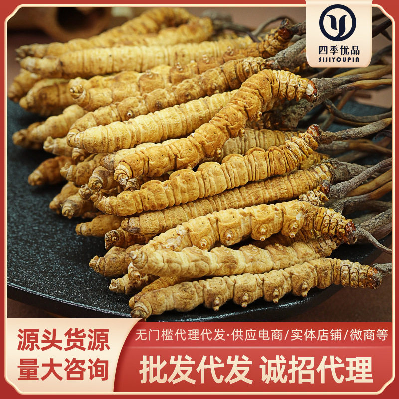 西藏那曲冬虫夏草冻干产地批发高海拔虫草代发礼盒装足干无断虫草