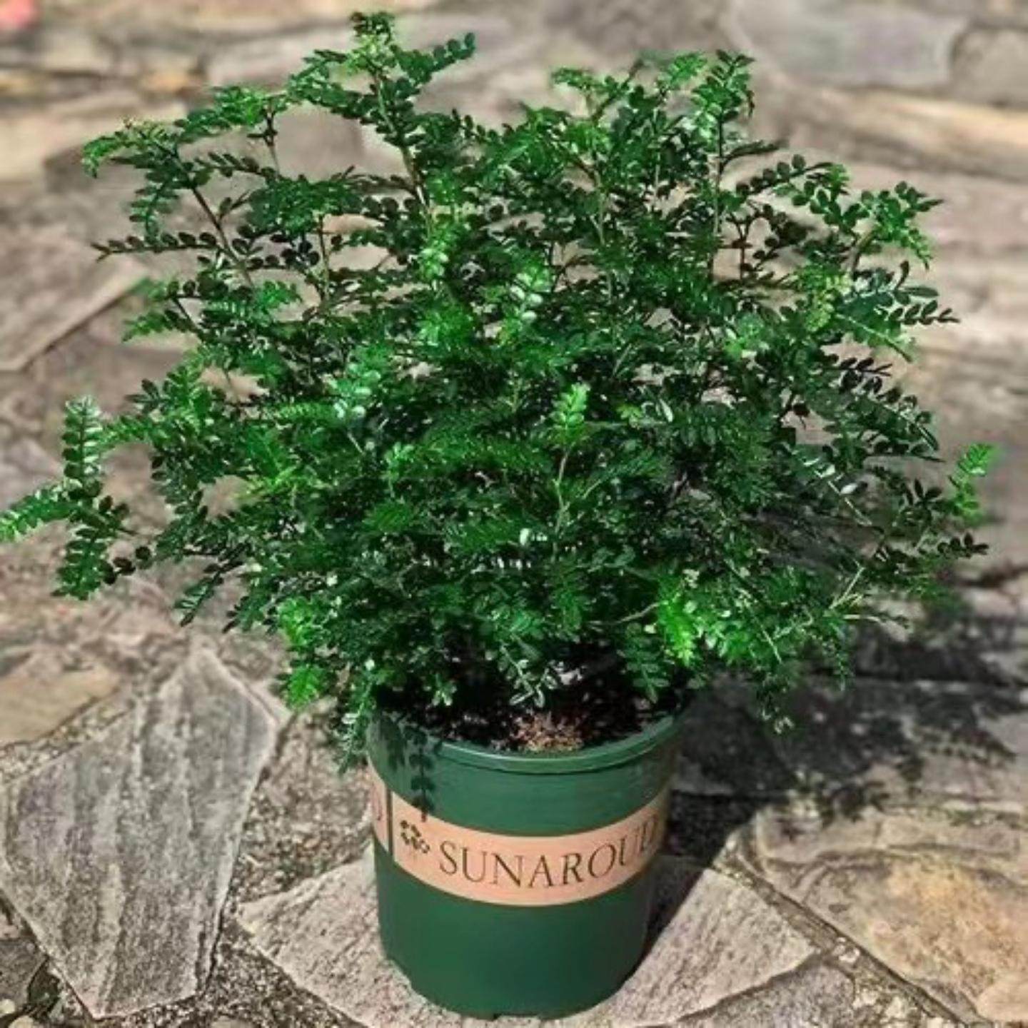 驱蚊虫清香木胡椒盆栽绿植