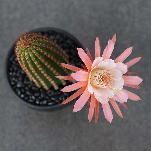 植物员外黄金钮仙人球多肉