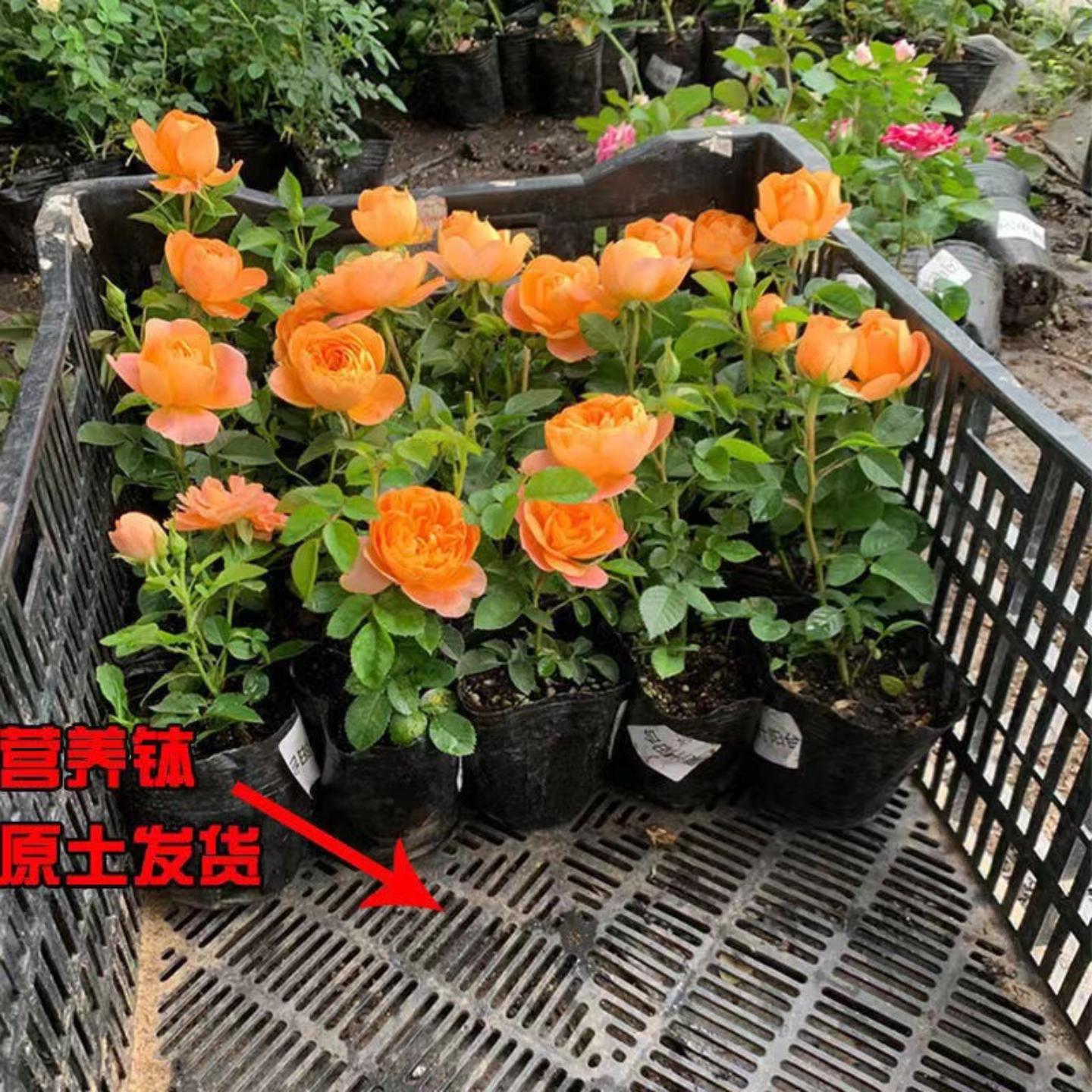 藤本月季小苗盆栽攀援花卉