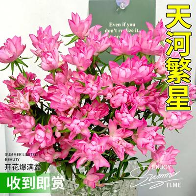 天荷繁星月季花苗盆栽浓香