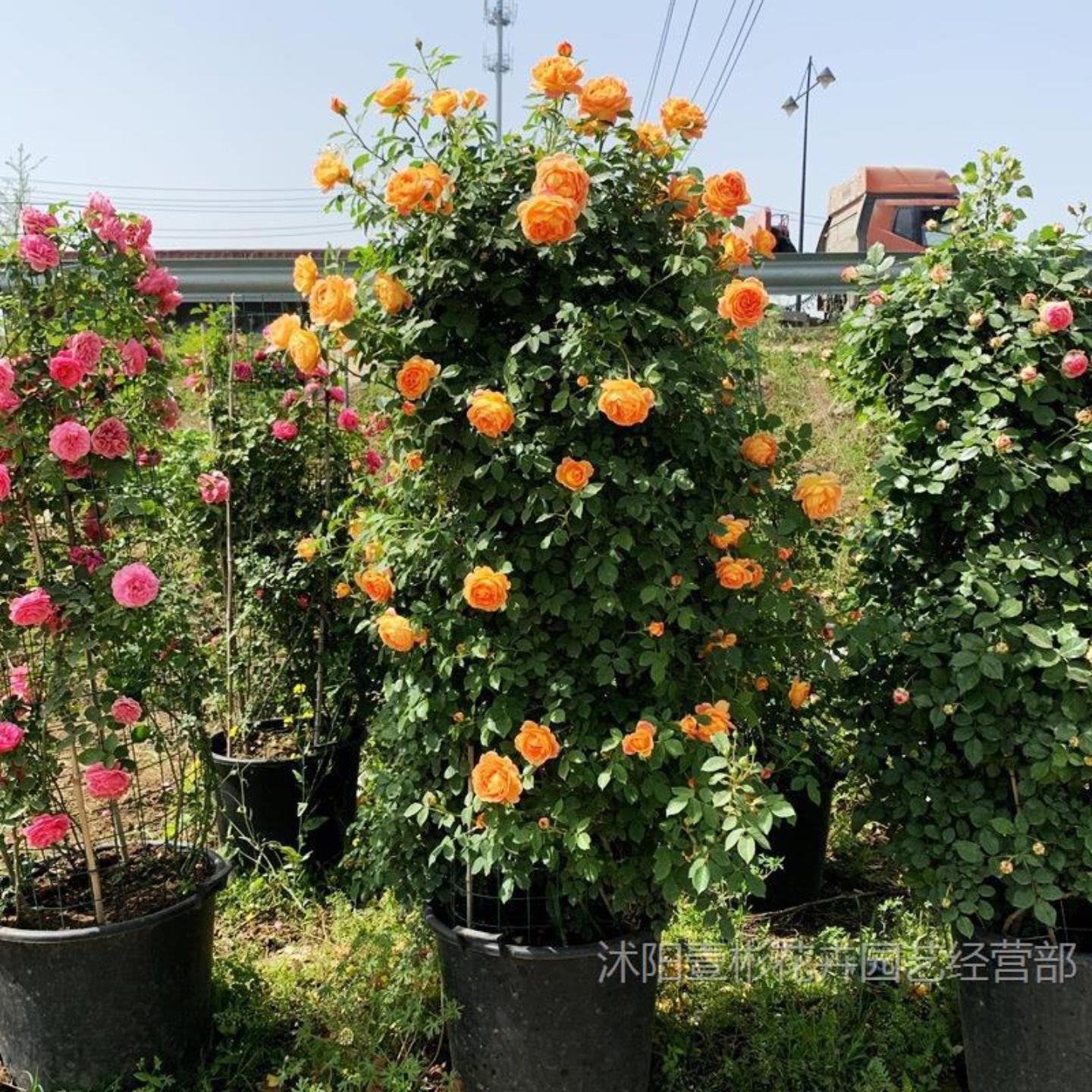 藤本月季苗龙沙宝石多花蔷薇