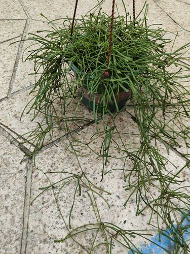 包邮断叶球兰Hoya retusa室内绿植观赏阳台花卉吊兰开花懒人植物