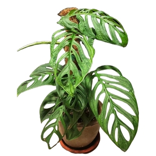 包邮真巨洞ME龟背竹室内绿植观赏耐阴办公室栽耐热藤蔓植物