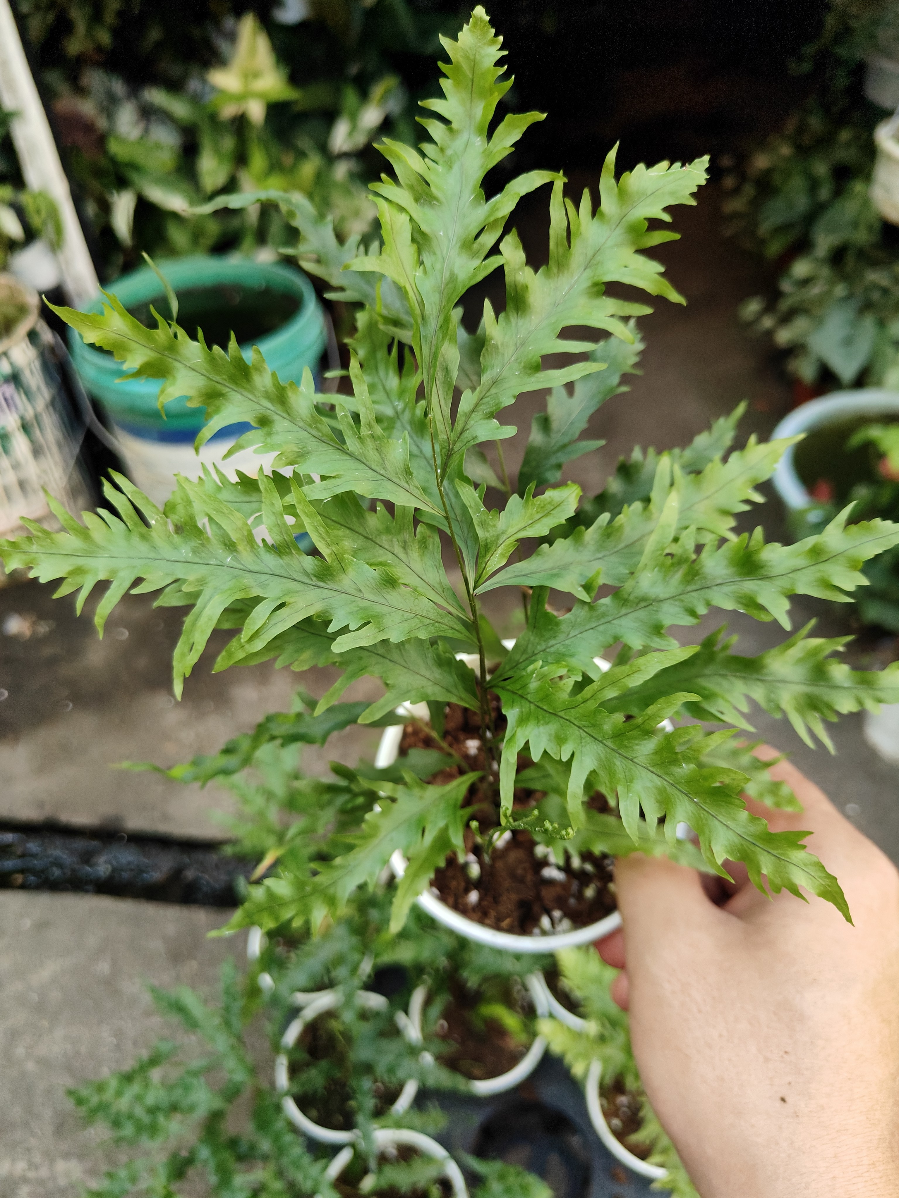 包邮缀化槲蕨耐阴雨林盆栽室内ins风植物好养蕨类好养护