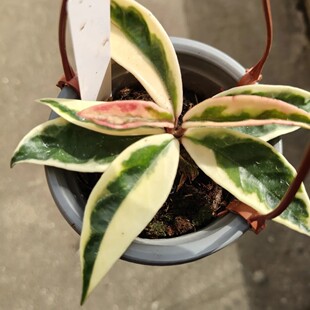 包邮克林克外锦球兰藤蔓植物阳台花卉室内绿植垂吊开花简单好养