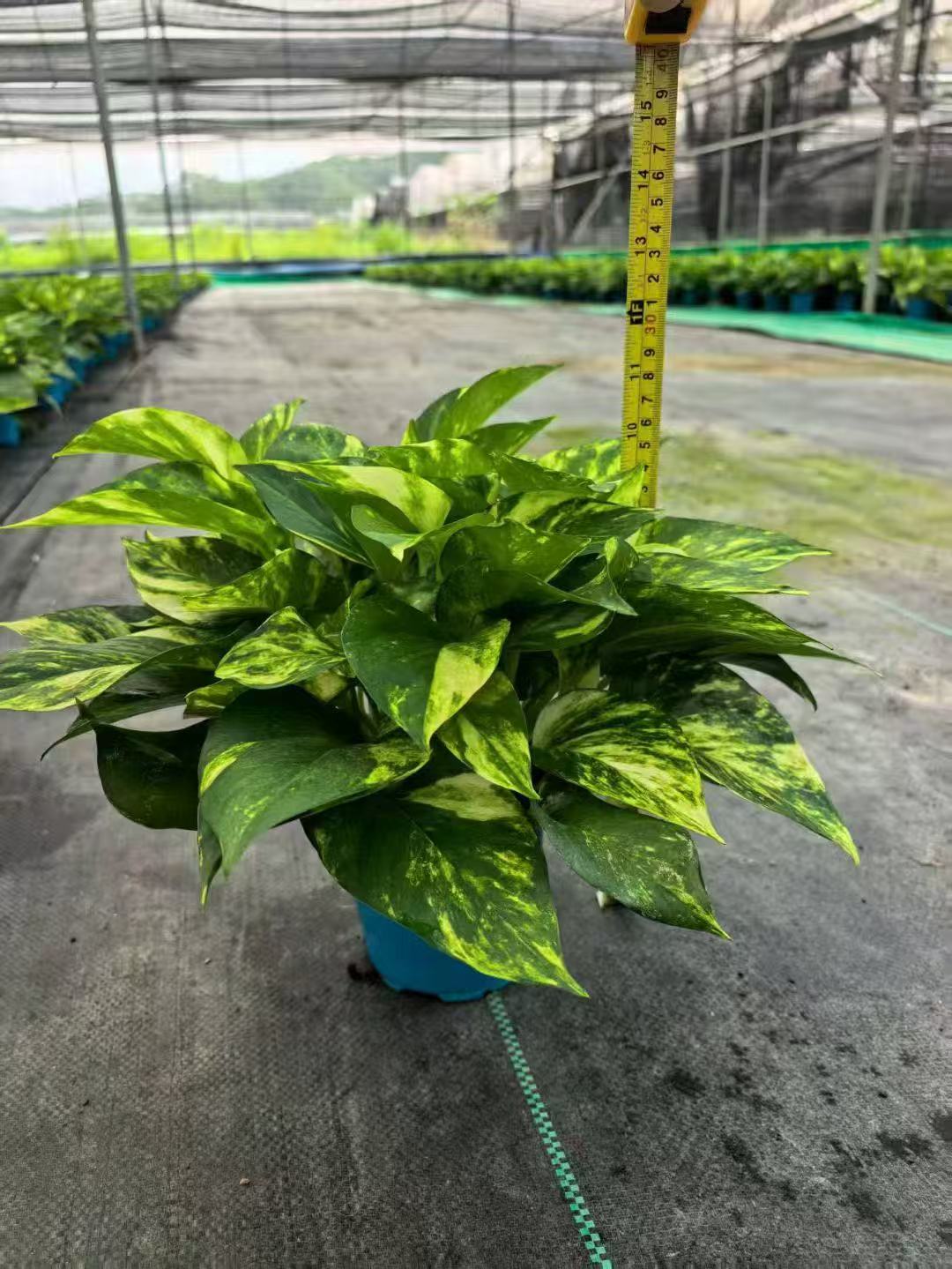 包邮花叶绿萝盆栽室内除甲醛植物水培绿箩绿植盆景盆栽花卉藤蔓