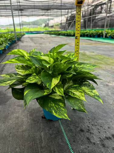 包邮花叶绿萝盆栽室内植物水培绿箩绿植盆景盆栽花卉藤蔓吊兰