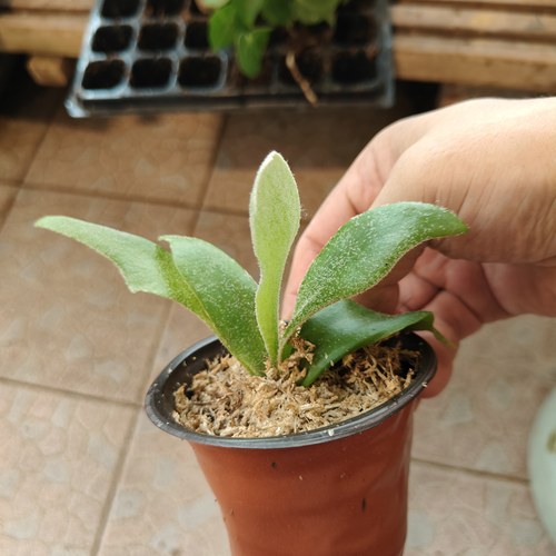 包邮鹿角蕨盲盒三款可选鹿角蕨小苗室内绿植阳台花卉客厅装饰植物