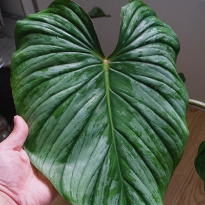 包邮银斑帕斯塔蔓绿绒Philodendron Pastazanum Silve大叶片迷彩