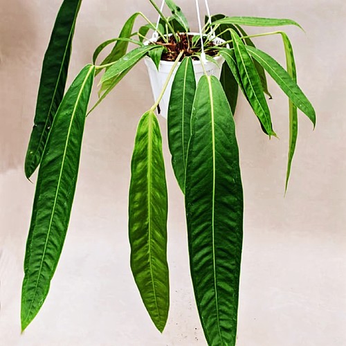 观赏植物绿植盆栽室内领带花烛