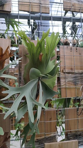 包邮黄月鹿角蕨爪哇鹿角蕨养护简单室内绿植客厅悬挂入门级鹿角蕨