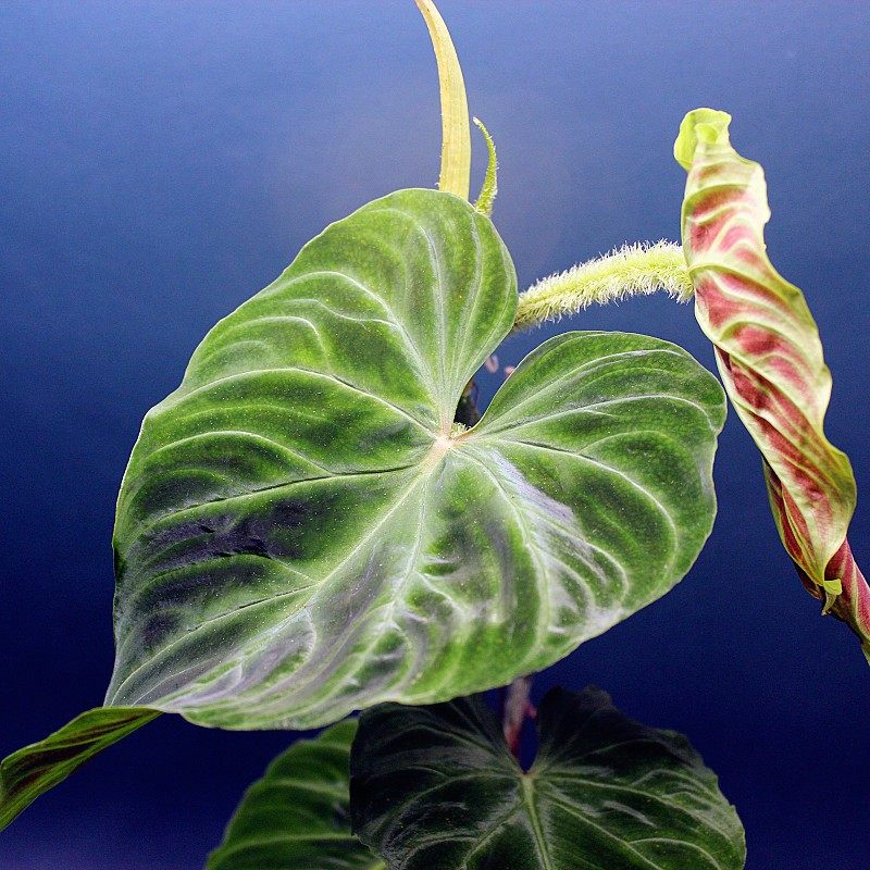 包邮荧光蔓绿绒philodendron verrucosum 室内绿植观赏植物热植