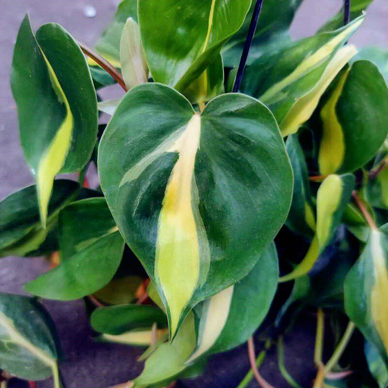 包邮杏叶藤藤蔓植物垂吊室内绿植办公室盆栽客厅吊篮可水培耐阴