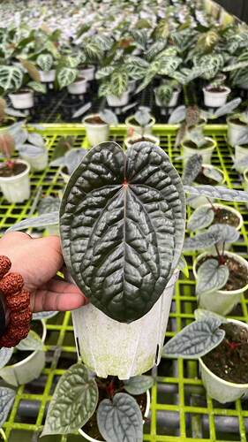 包邮奢华花烛Anthurium luxurians室内绿植盆栽热植大叶观赏植物
