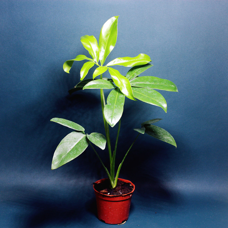 观赏植物绿植室内花卉蔓绿绒