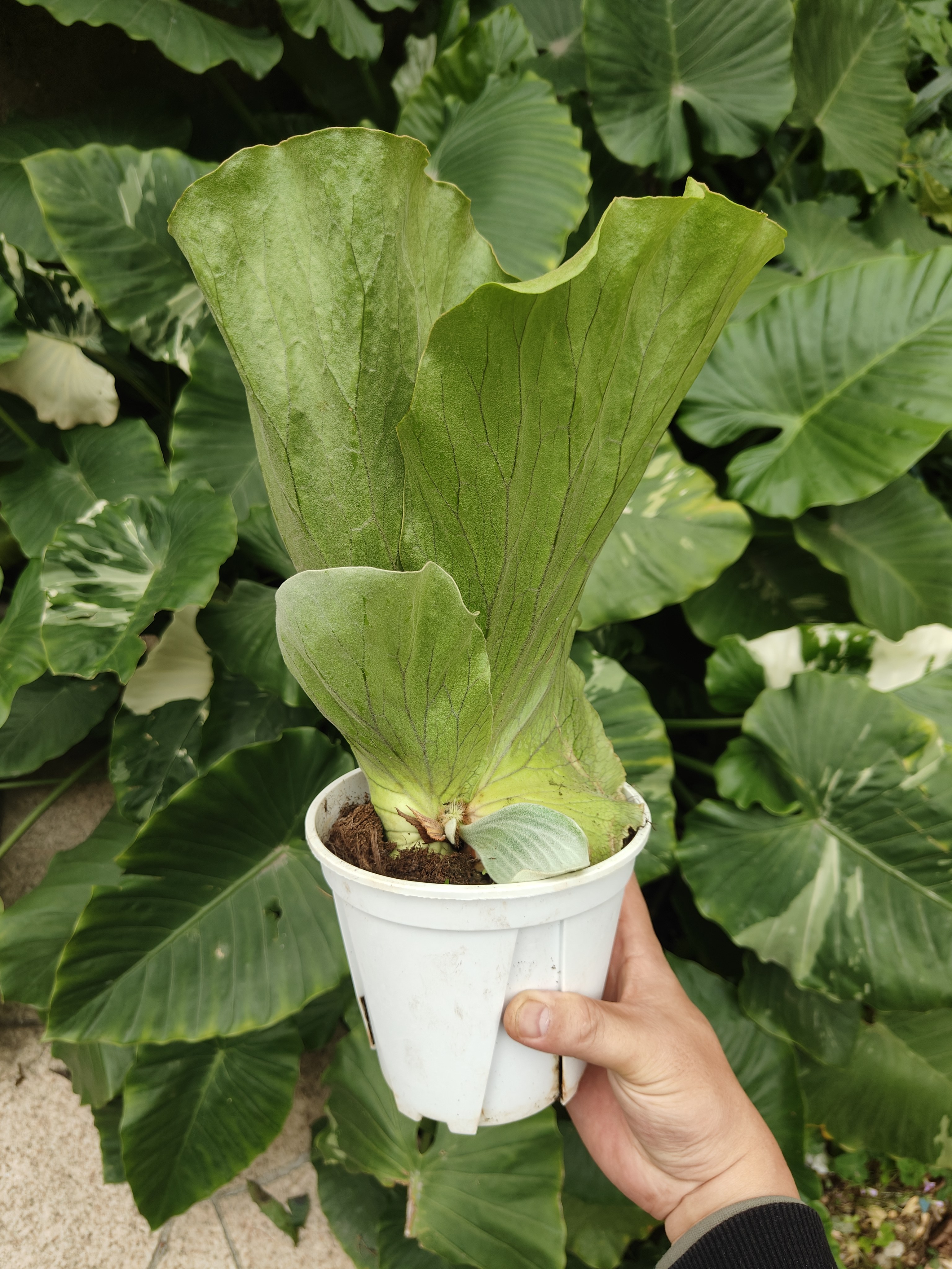 包邮象耳鹿角蕨原种鹿角蕨室内绿植客厅植物阳台象耳挂板大号