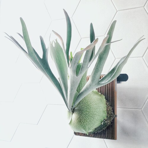 包邮立叶银鹿鹿角蕨室内绿植观赏植物好养壁挂室内客厅装饰