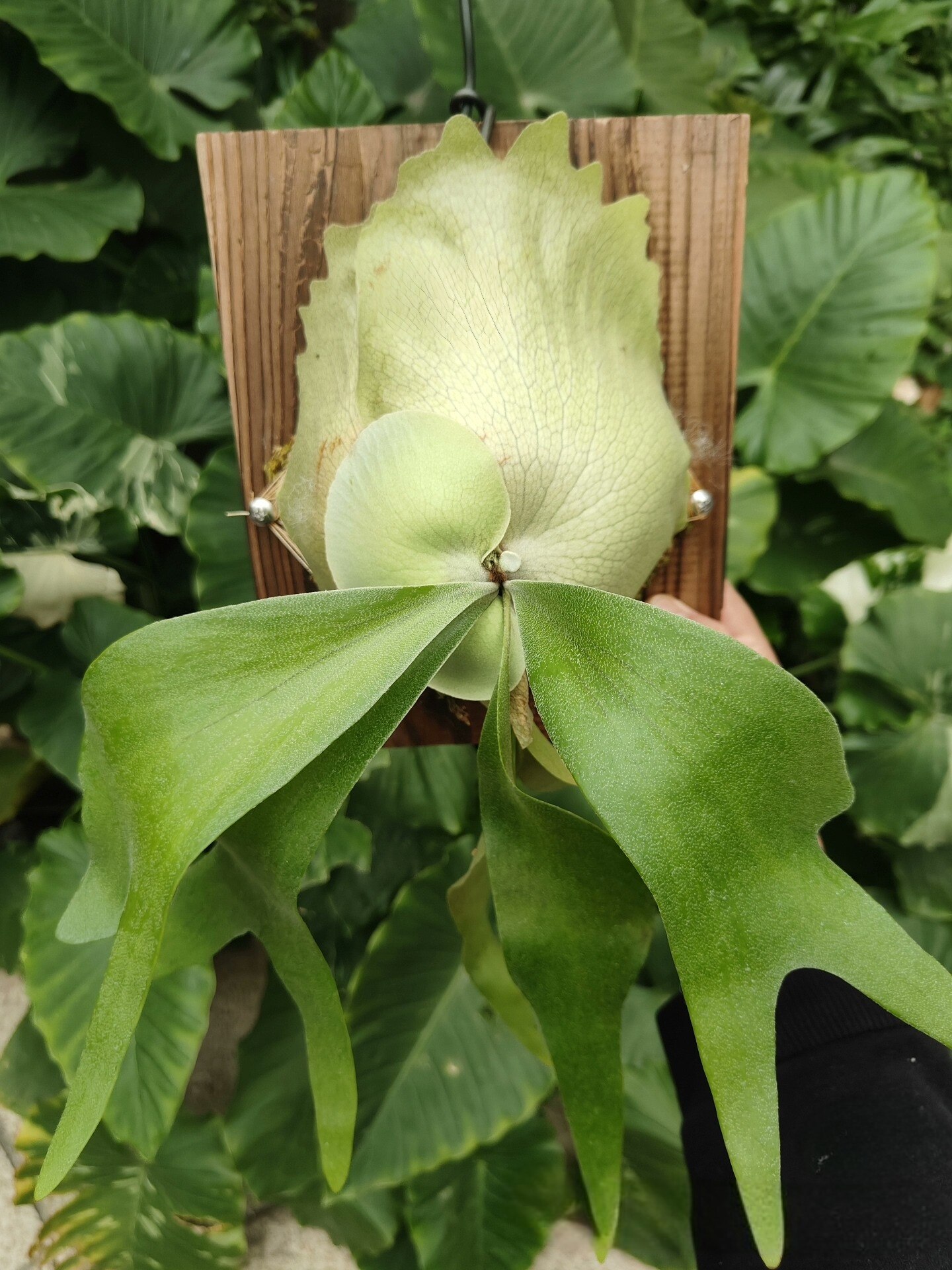 包邮冯诗琪鹿角蕨卷卷鹿Fsq室内绿植客厅悬挂入门级鹿角蕨卷手