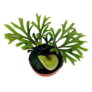 亚洲猴脑鹿角蕨象耳女王野银皇冠蕨植物室内绿植观赏植物耐阴 包邮