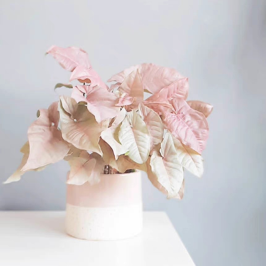 红粉佳人合果芋彩叶芋盆栽绿植粉色恋人桌面室内花卉好养易活美观,鲜花速递/花卉仿真/绿植园艺,绿植,淘宝优惠券,粉丝福利购,淘宝优惠卷