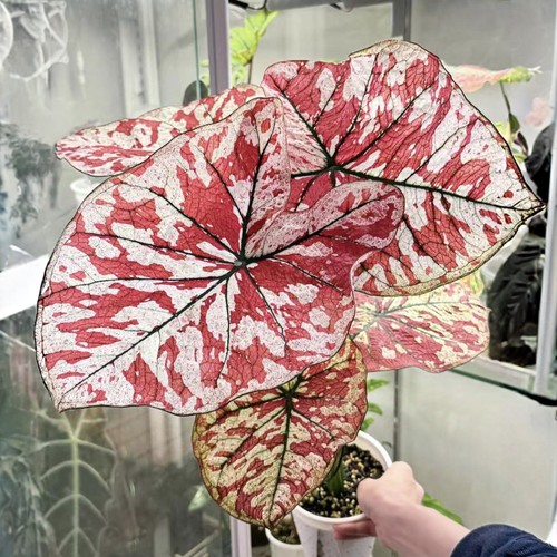 稀有猩红玛丽卡洛琳粉色飞溅彩叶芋和声白色恋人泰国美人绿植盆栽