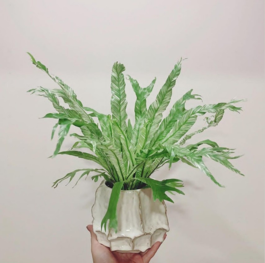 锦化鸟巢蕨花叶鸟巢蕨锦化板植墙上植物稀有阳台室内植物盆栽观叶