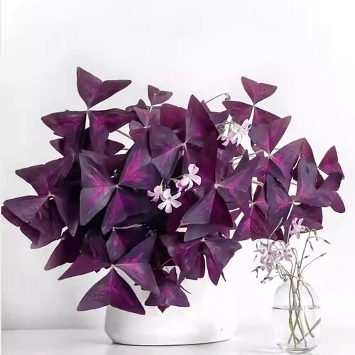 紫叶醡浆草酢浆草幸运三叶草