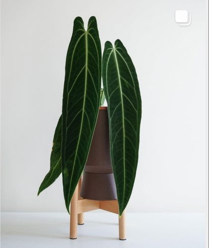 绿植火鹤新奇阳台美观