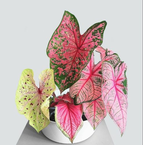 彩叶芋进口种球粉色云粉海泡幻想曲红酒飞溅海芋观叶阳台植物盆栽