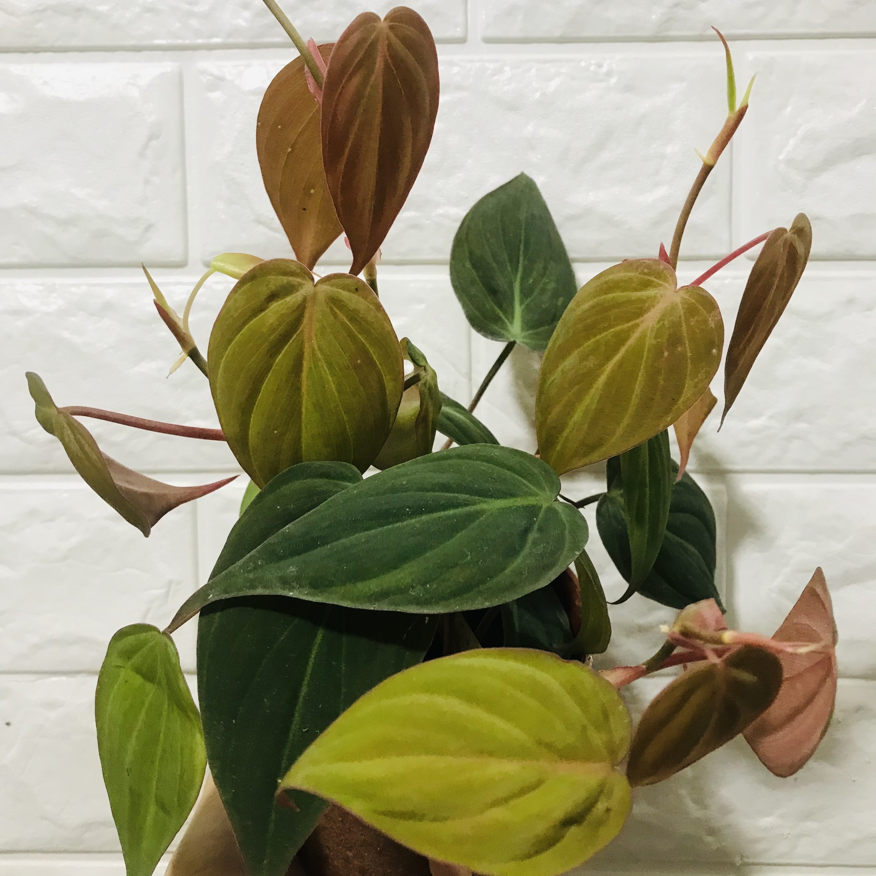 观叶植物哈斯塔姆蔓绿绒