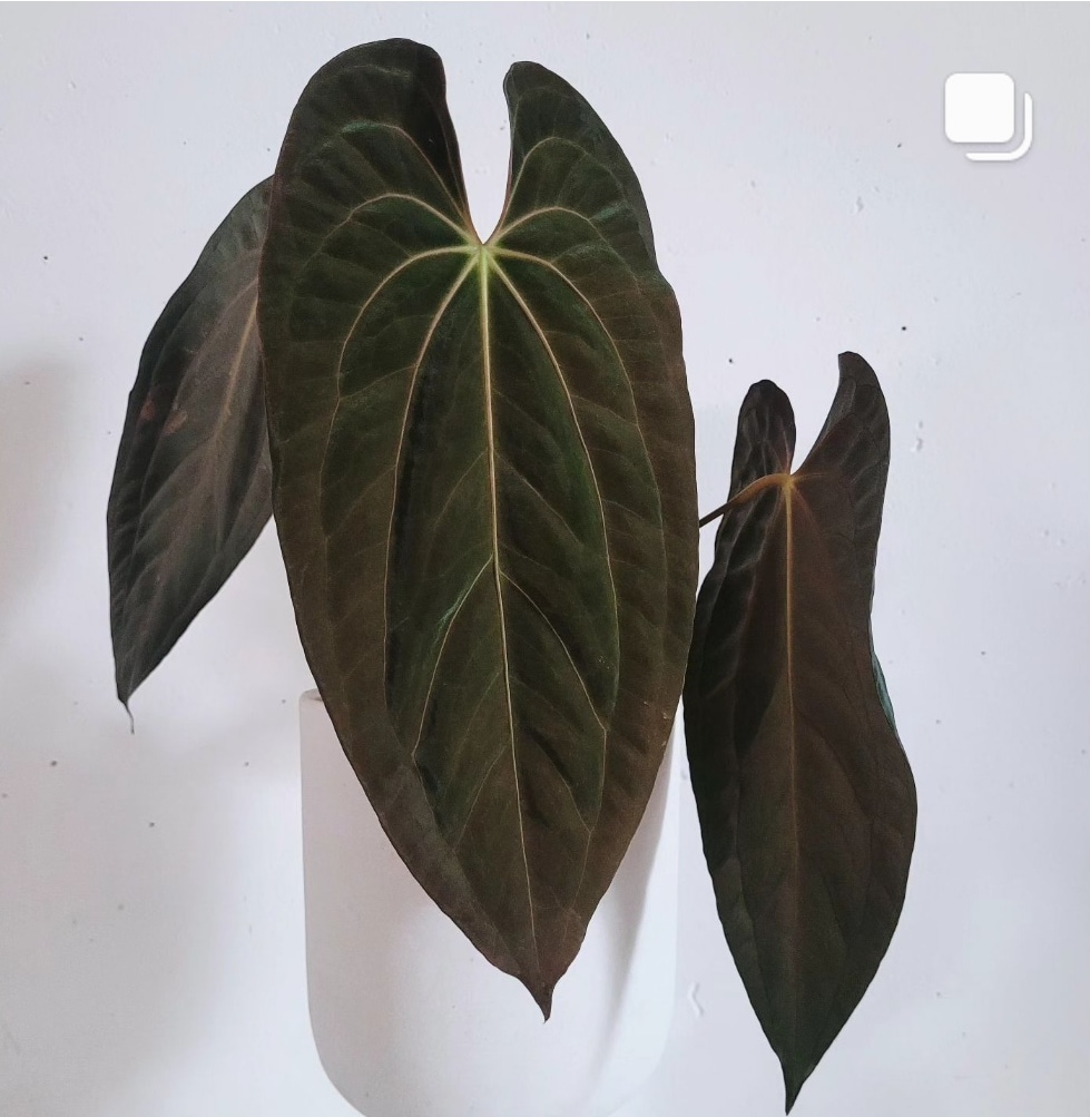 黑凤凰花烛进口花烛种苗克莱恩花烛盆栽绿植