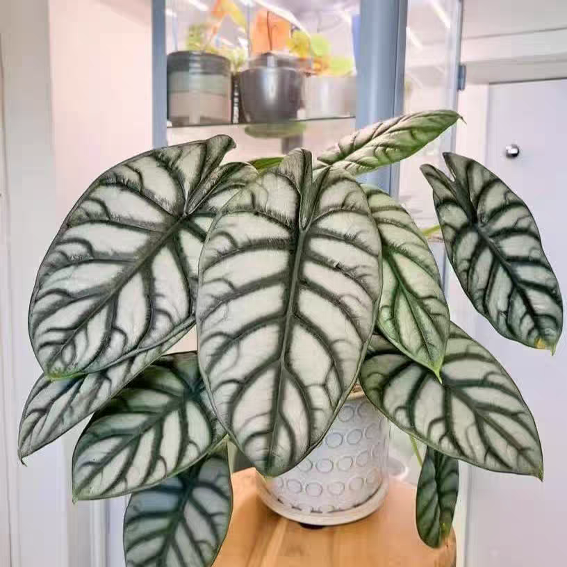 白犀牛海芋阳台净化空气品质保证