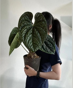 奢华花烛肌肉感室内克莱恩水晶火鹤王火鹤后高级感十足热带植物