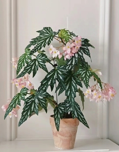 乌头杂秋海棠盆栽绿植竹节彩叶芋海芋鲜花海棠花卉水培观叶植物