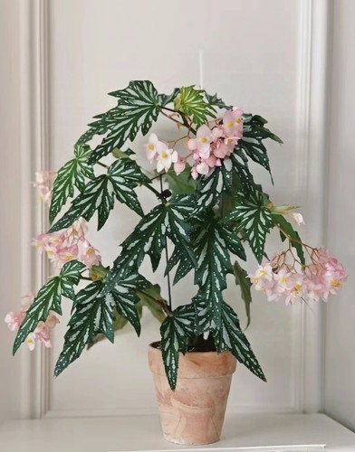 乌头杂秋海棠盆栽绿植竹节彩叶芋海芋鲜花海棠花卉水培观叶植物