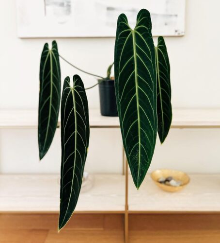 火鹤后水晶花烛Anthurium Warocqueanum室内阳台绿植