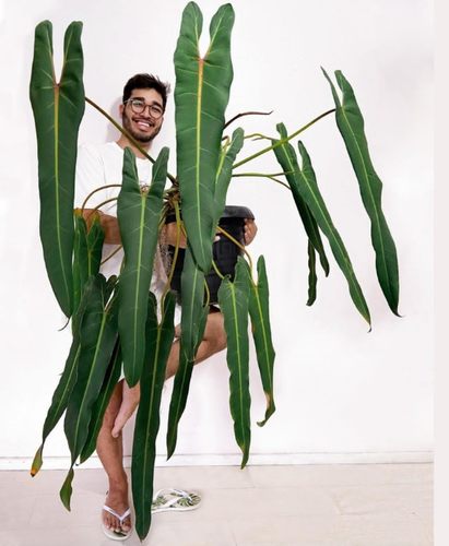 小圣灵蔓绿绒爬藤植物长叶剑叶蔓绿绒暴风雪橙柄室内耐阴好养绿植