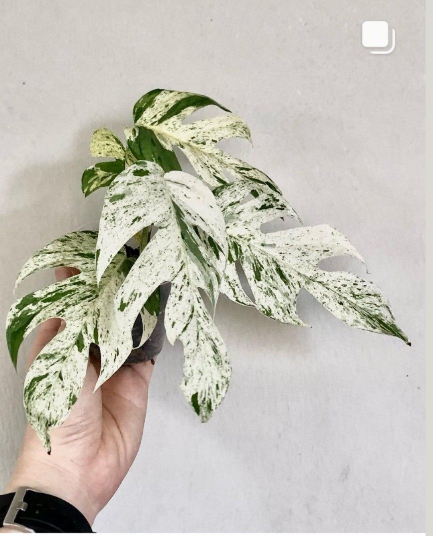 薄荷麒麟尾白锦麒麟尾爬藤龟背竹海芋竹芋室内阳台锦化植网红盆栽