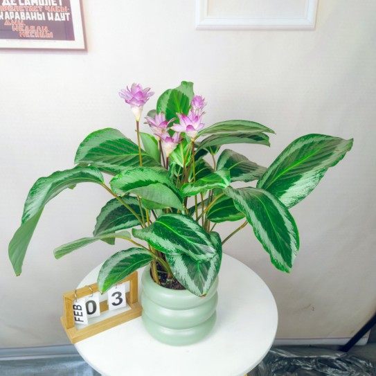 碧卡秋青莲竹芋净化空气耐阴观叶观花植物四季会开花网红室内绿植